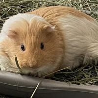 Care Animal Hospital ico