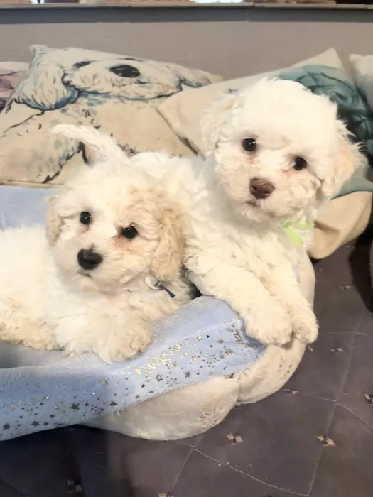 Care Animal Hospital Picture 6