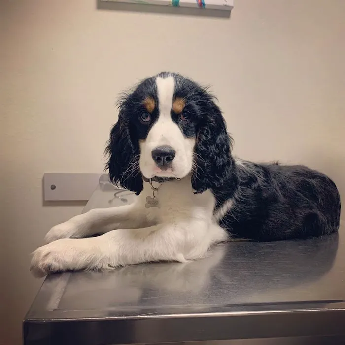 Care Animal Hospital Picture 3