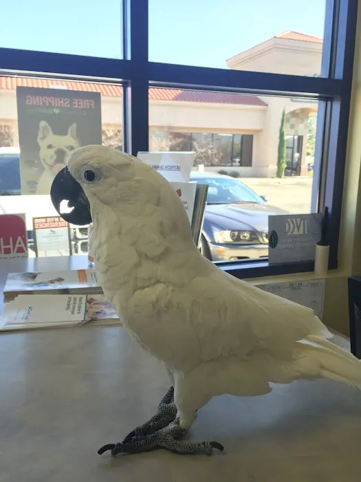 Care Animal Hospital Picture 10