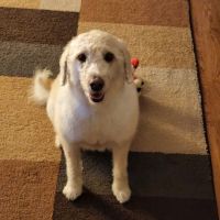 Banfield Pet Hospital ico