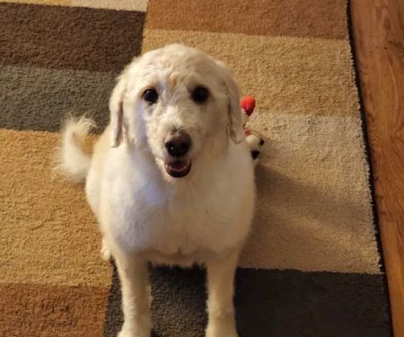 Banfield Pet Hospital