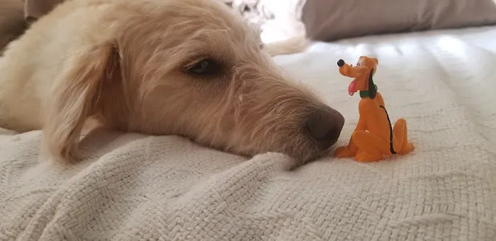 Banfield Pet Hospital Picture 5