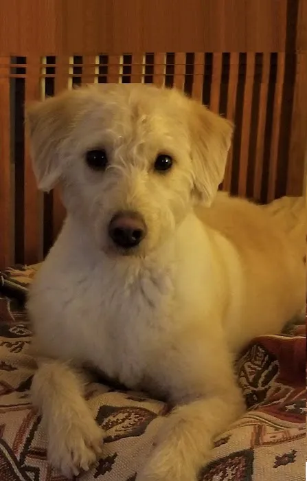 Banfield Pet Hospital Picture 7