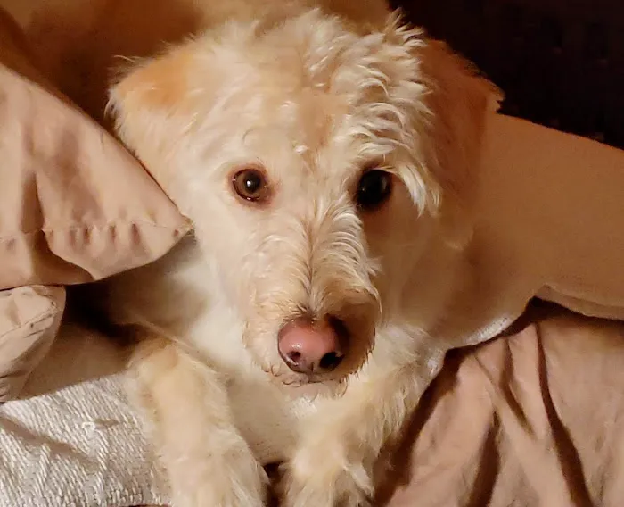 Banfield Pet Hospital Picture 8