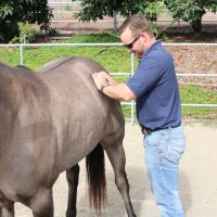 West Coast Equine Medicine ico