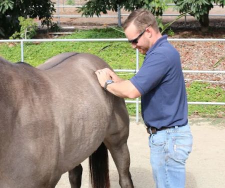 West Coast Equine Medicine