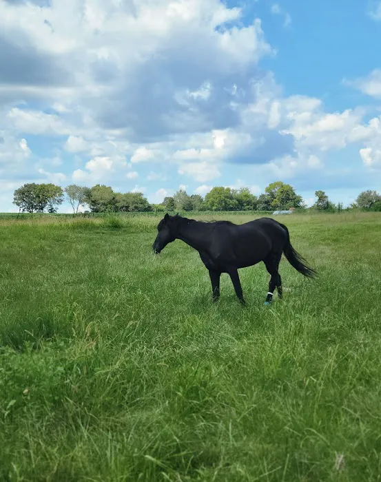 Tiffany K Porter, DVM Picture 1