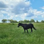 Tiffany K Porter, DVM