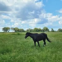 Tiffany K Porter, DVM ico