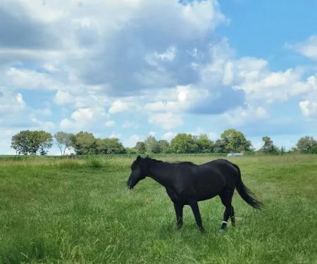 Tiffany K Porter, DVM