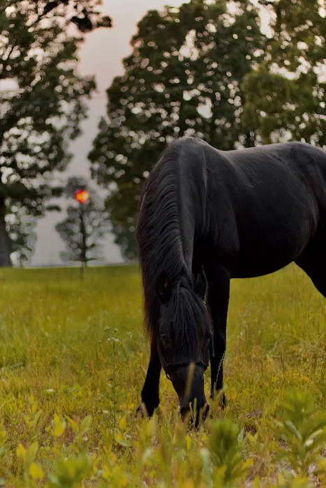 Tiffany K Porter, DVM Picture 2