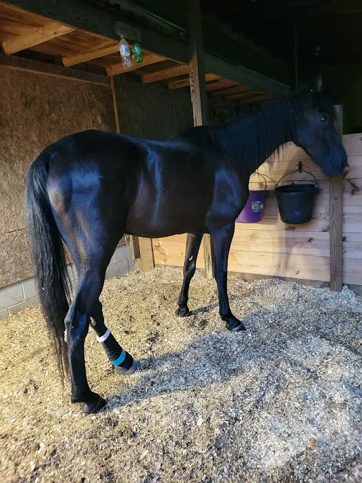 Tiffany K Porter, DVM Picture 3