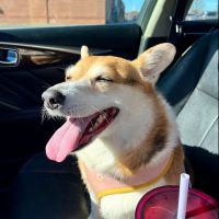 Lyon County Animal Hospital ico