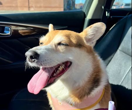 Lyon County Animal Hospital