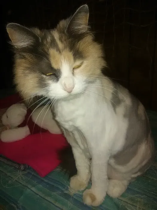 Lyon County Animal Hospital Picture 10