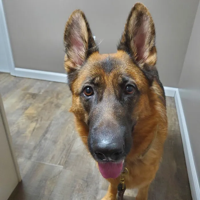 Williams Veterinary Clinic Picture 2