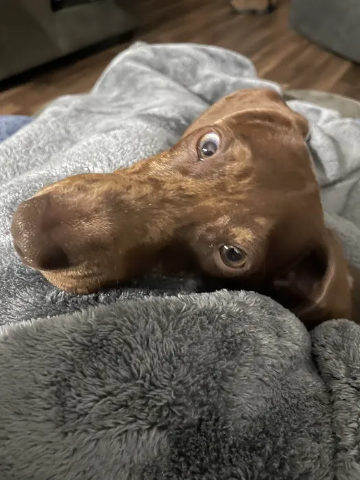 Williams Veterinary Clinic Picture 1