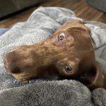 Williams Veterinary Clinic