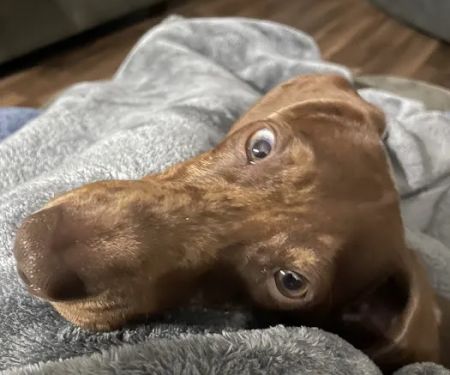 Williams Veterinary Clinic