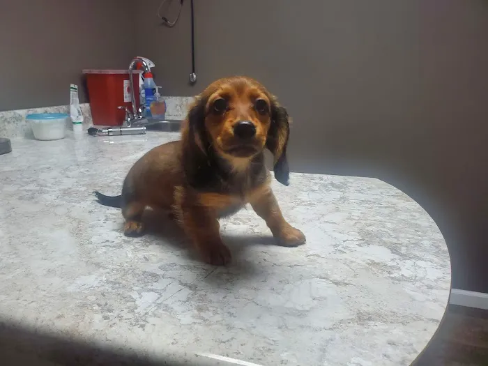 Williams Veterinary Clinic Picture 3