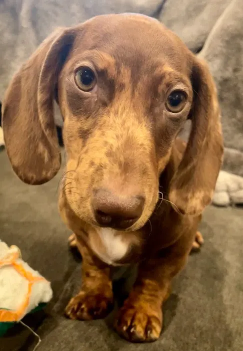 Williams Veterinary Clinic Picture 10