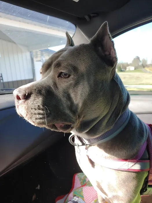 Williams Veterinary Clinic Picture 9