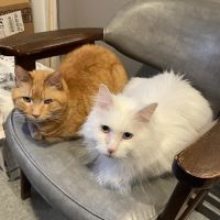 Animal Practice Of Marion Hospital & Boarding ico