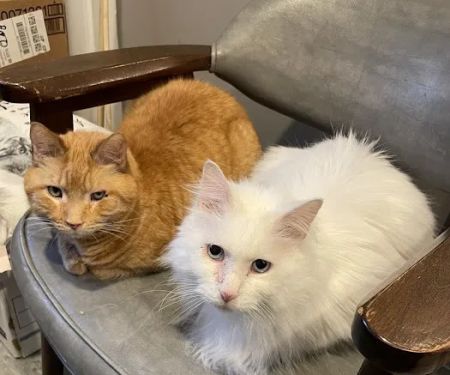 Animal Practice Of Marion Hospital & Boarding