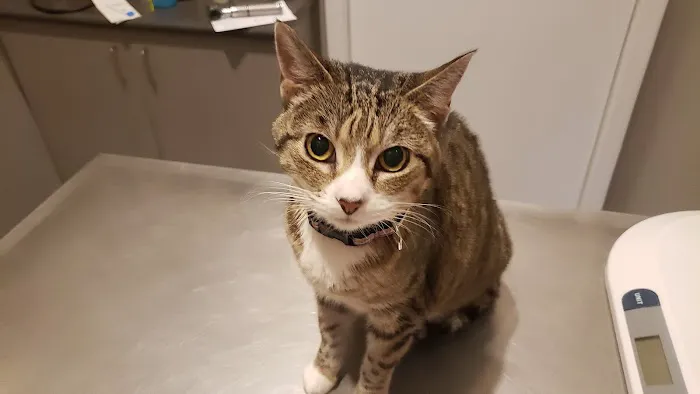 Animal Practice Of Marion Hospital & Boarding Picture 6