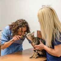 Crittenden County Animal Clinic ico