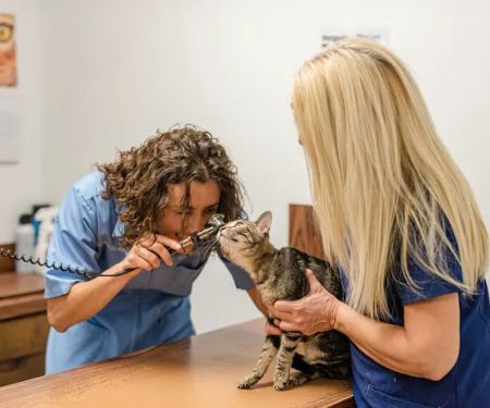 Crittenden County Animal Clinic