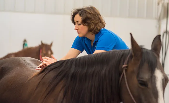 Crittenden County Animal Clinic Picture 6