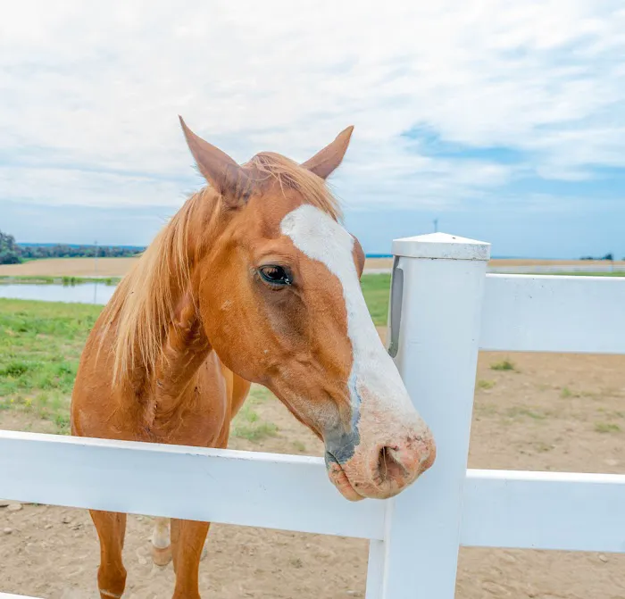 Crittenden County Animal Clinic Picture 9