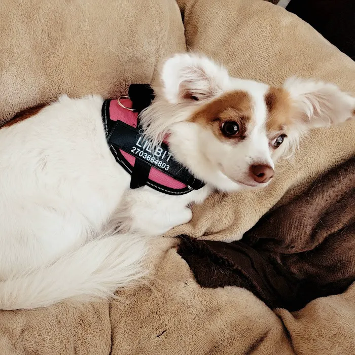 Crittenden County Animal Clinic Picture 7