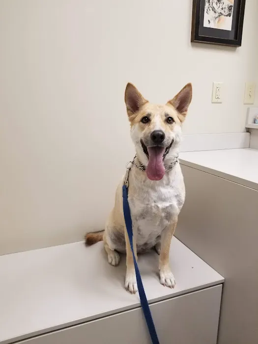 Village Veterinary Clinic Picture 2