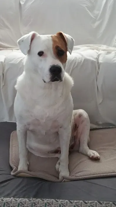 Village Veterinary Clinic Picture 4