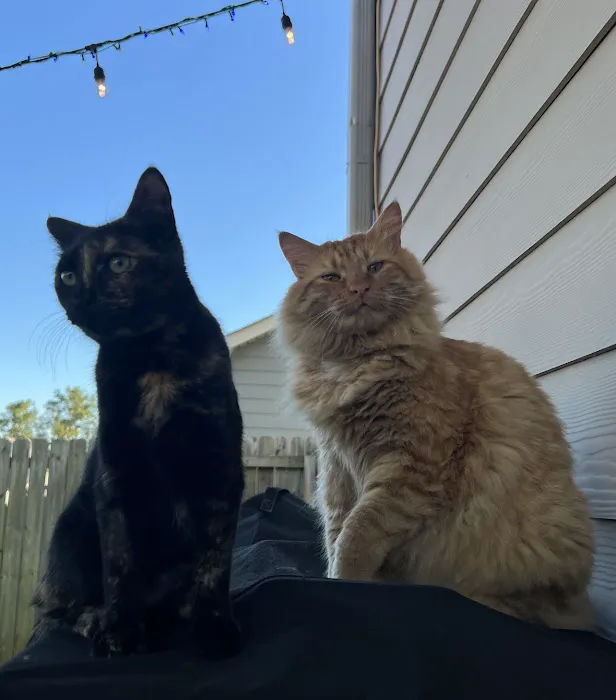 Village Veterinary Clinic: Kuykendall Dan DVM Picture 1