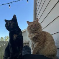 Village Veterinary Clinic: Kuykendall Dan DVM ico