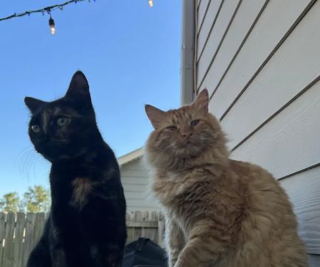 Village Veterinary Clinic: Kuykendall Dan DVM