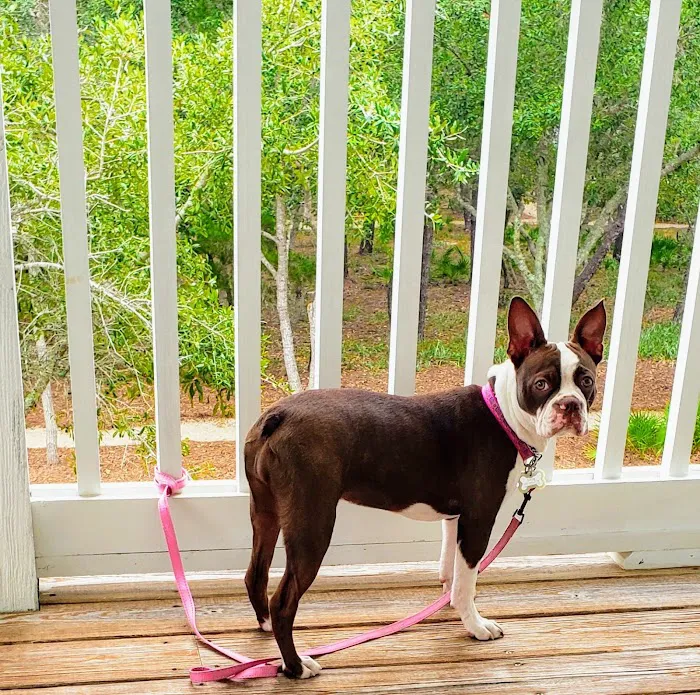 Village Veterinary Clinic: Kuykendall Dan DVM Picture 2