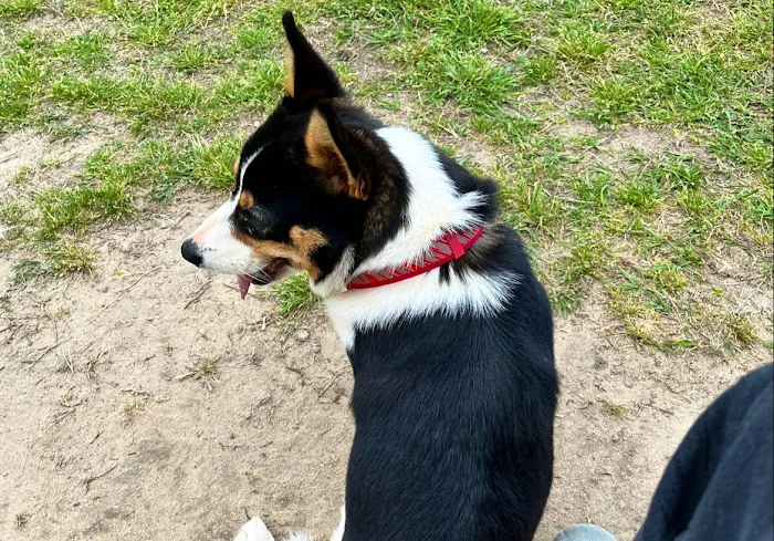 North Gay Street Veterinary Clinic Picture 2