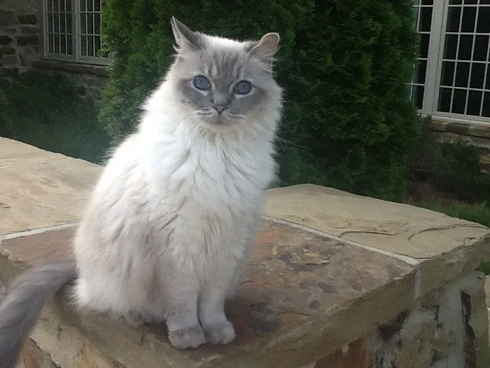 North Gay Street Veterinary Clinic Picture 1