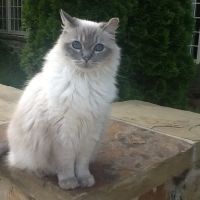 North Gay Street Veterinary Clinic ico