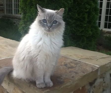 North Gay Street Veterinary Clinic