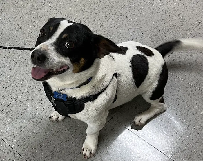 North Gay Street Veterinary Clinic Picture 5