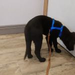 PetVet Animal Health Center