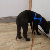 PetVet Animal Health Center ico