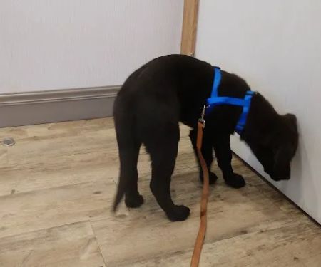 PetVet Animal Health Center