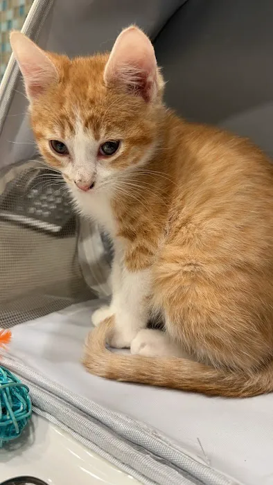 PetVet Animal Health Center Picture 3